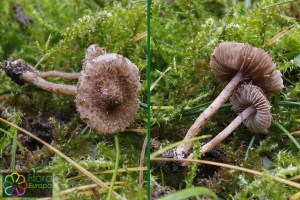 Inocybe amethystina_PS